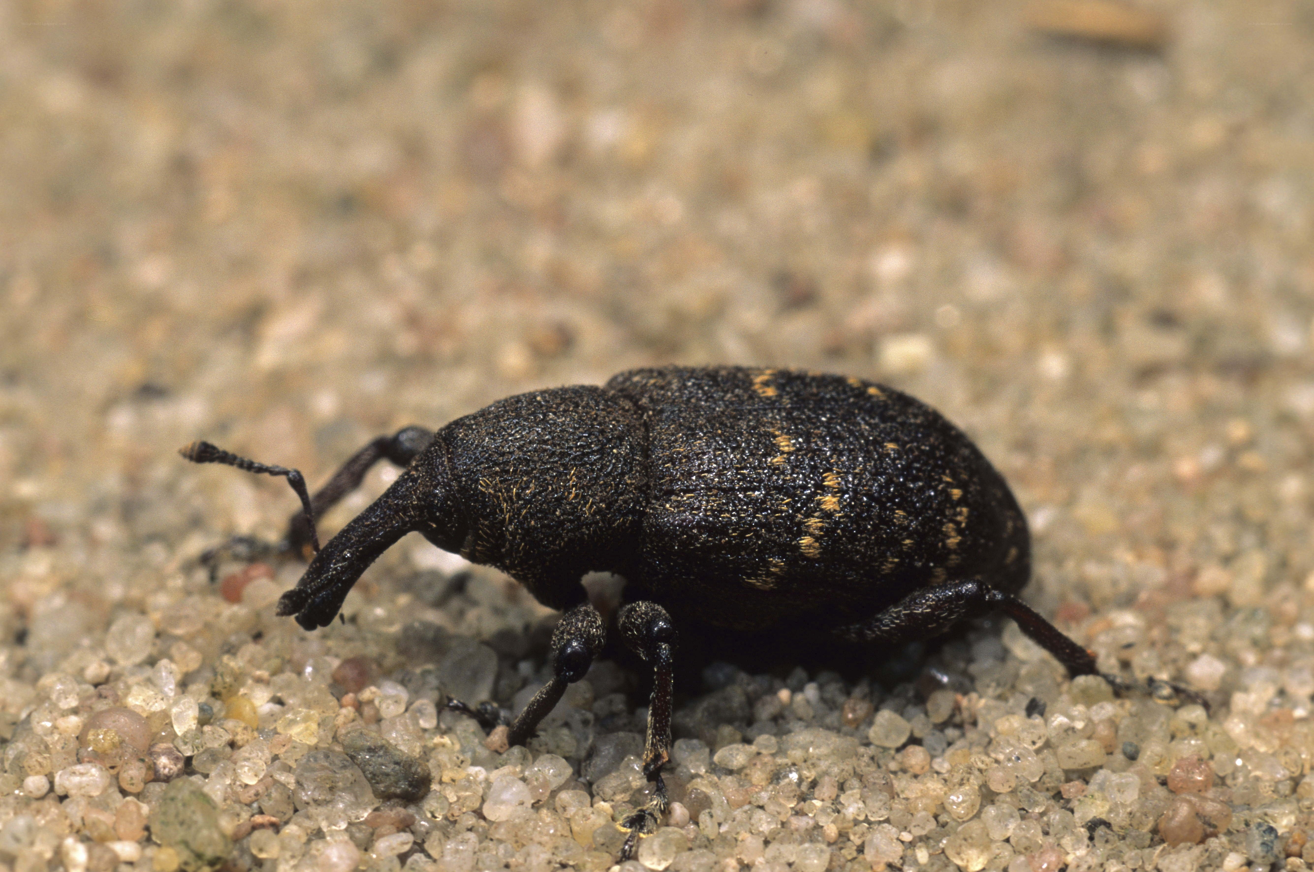 black weevil on gravel