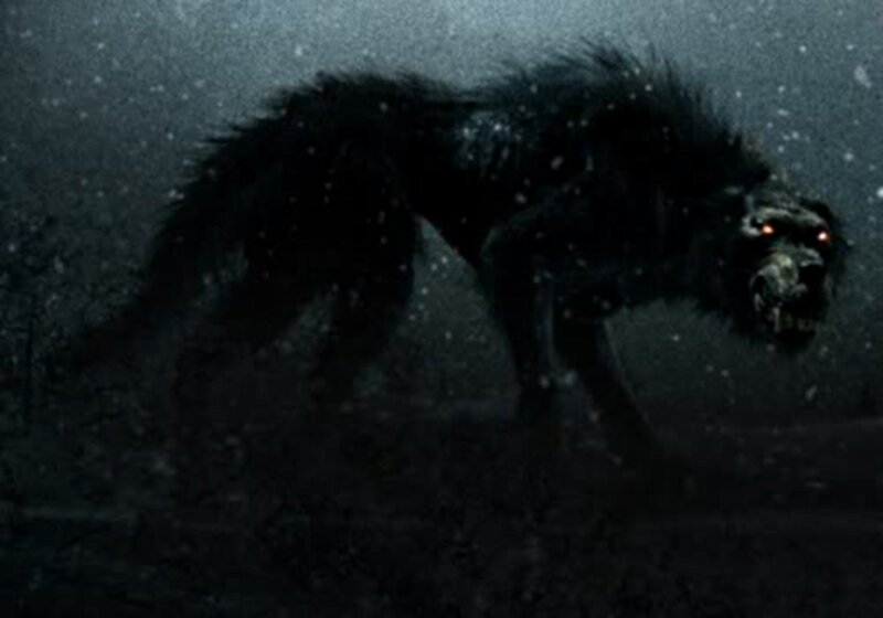 Black Werewolf in Snow
