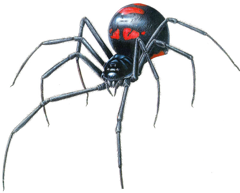 Black Widow Spider — Detailed