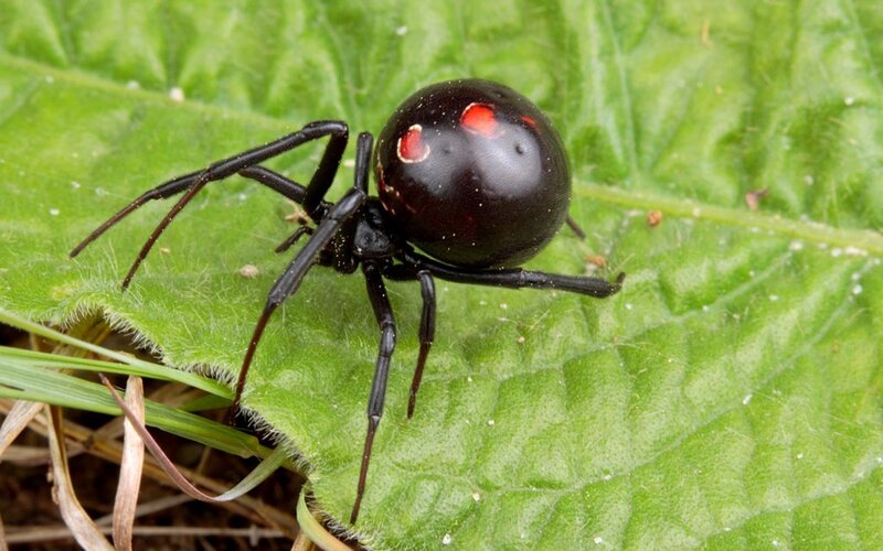 Black Widow Spider — Green