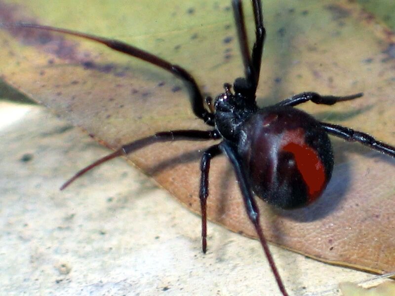 Black Widow Spider — Natural