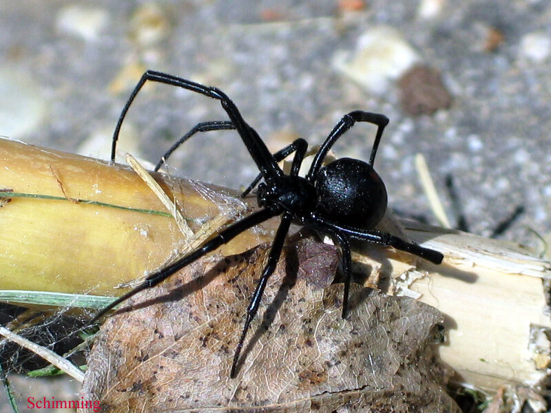 Black widow spider on a leaf
