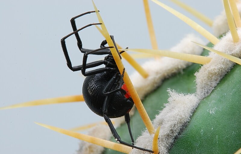 black widow spider on cactus