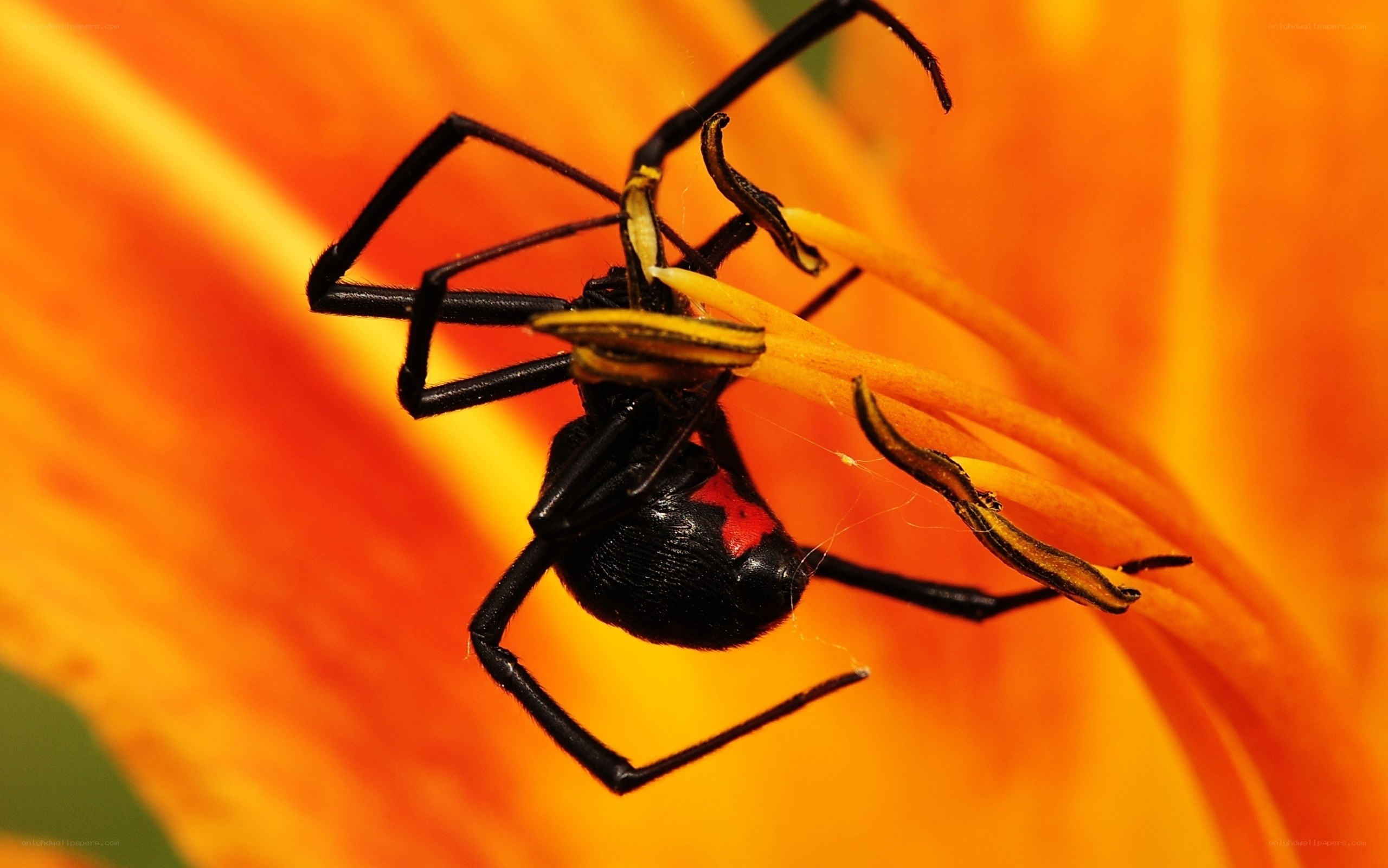 black widow spider on flower