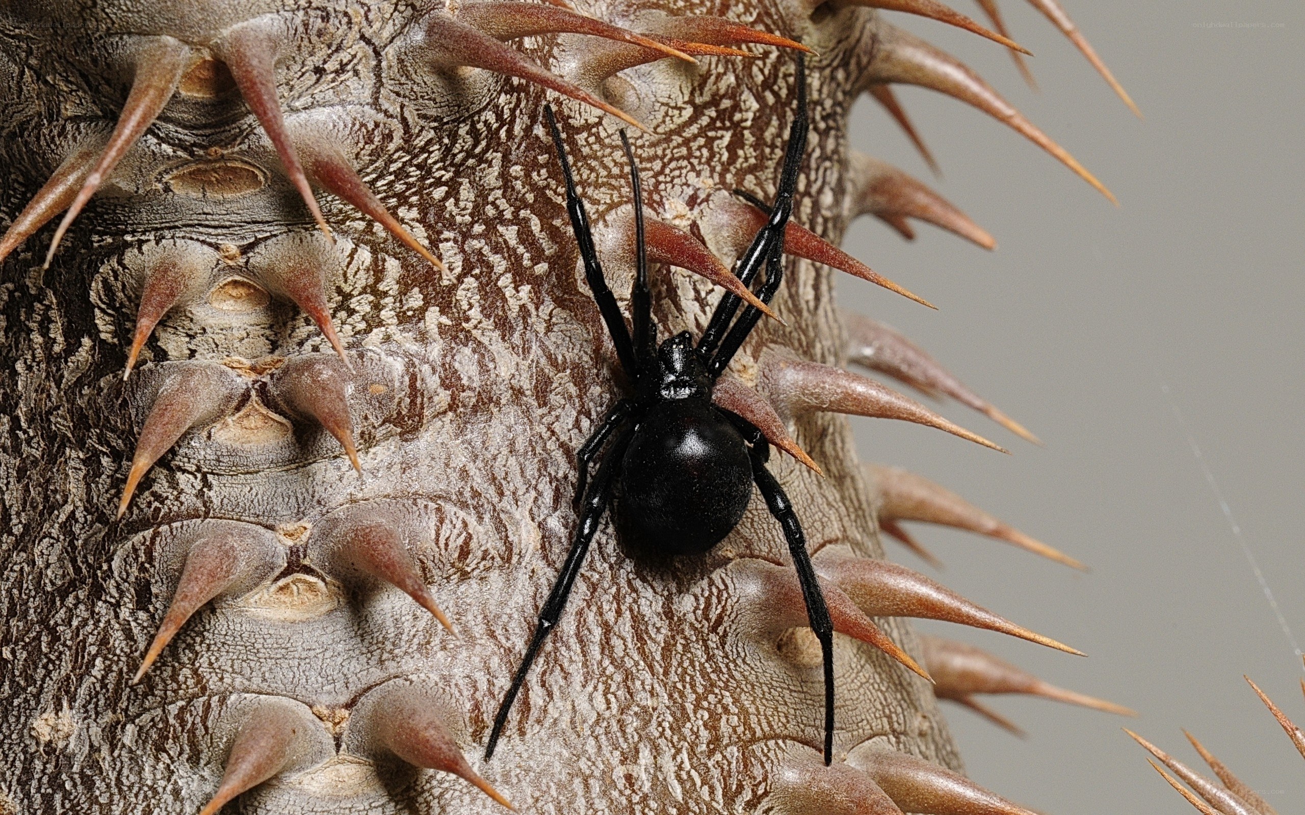 Black widow spider on spiky plant