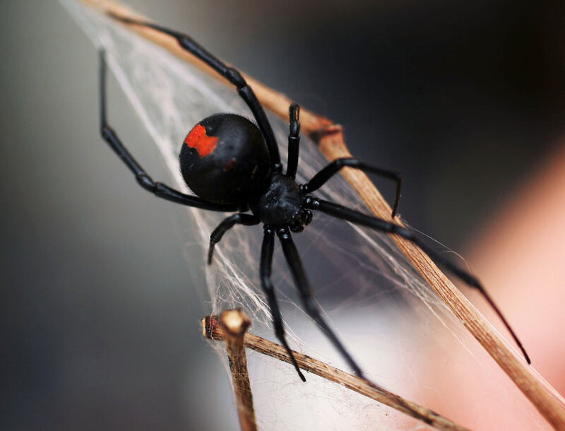black widow spider on web