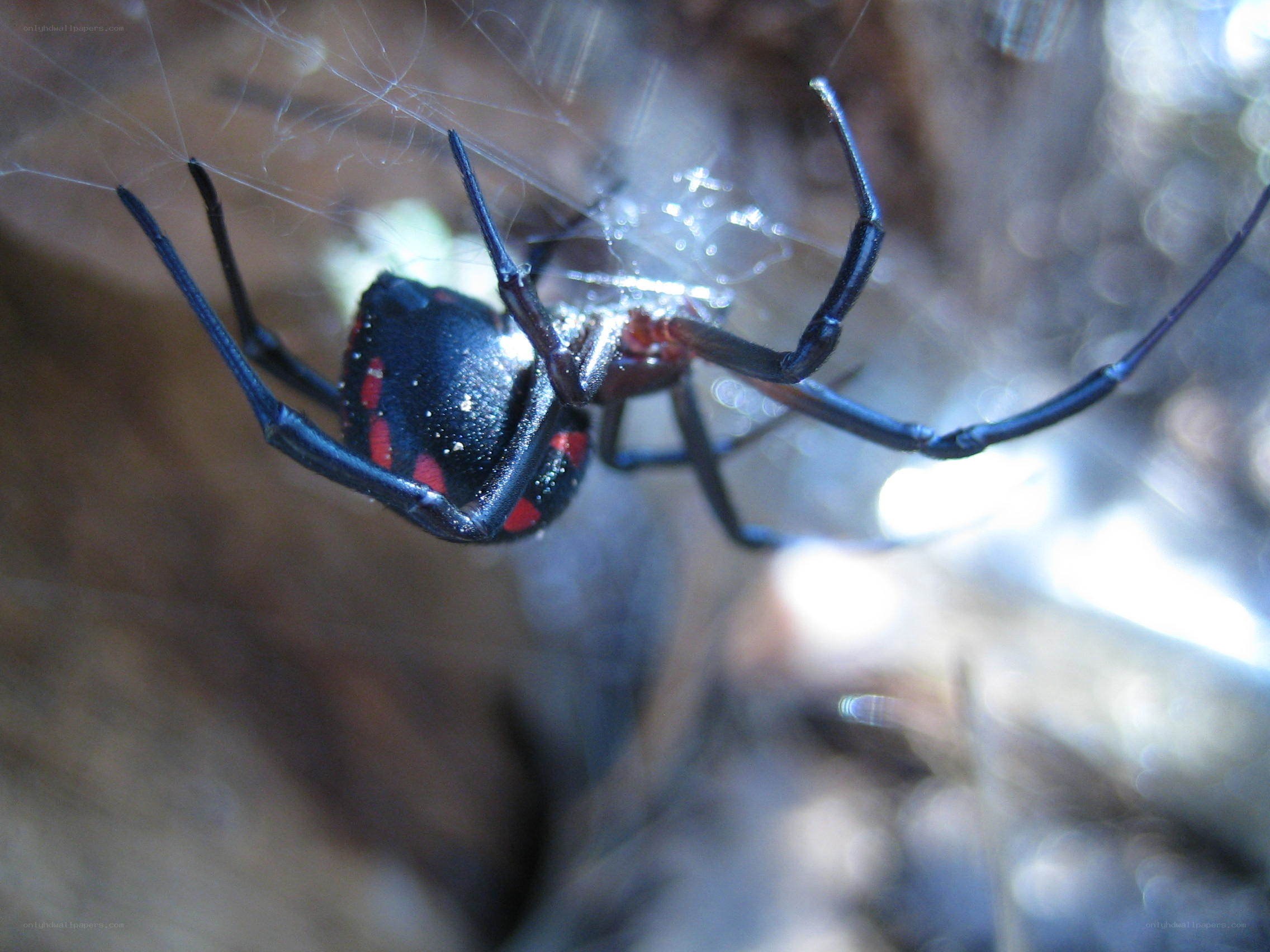 black widow spider on web