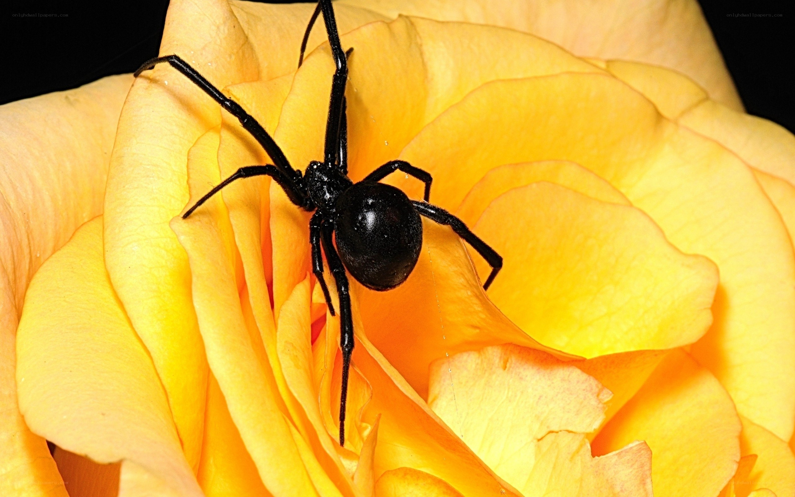 black widow spider on yellow rose
