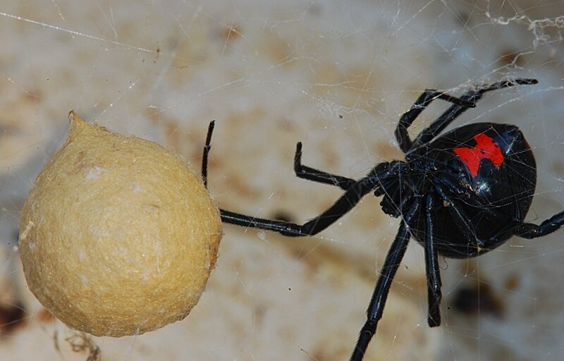 Black widow spider with egg sac