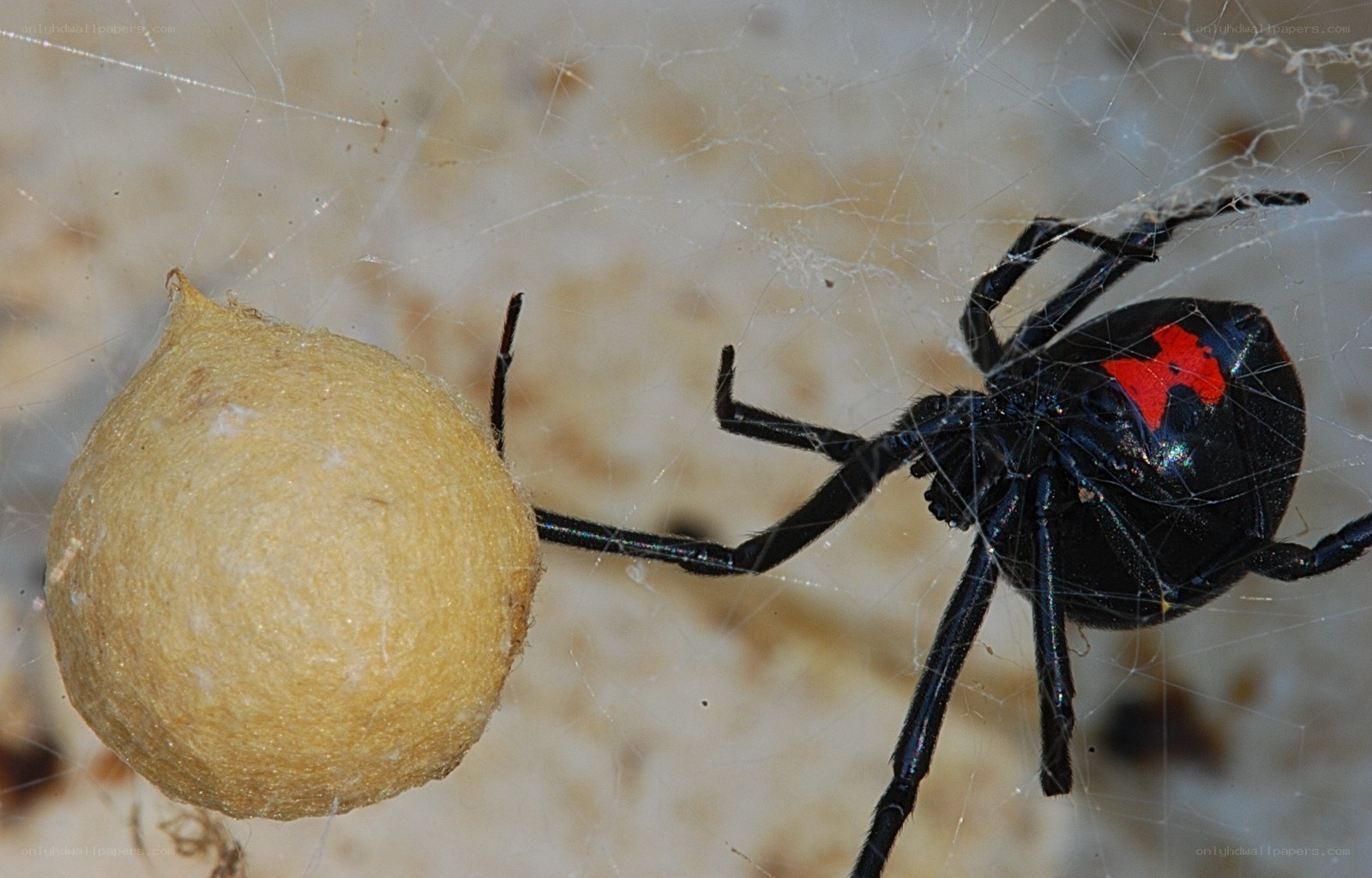 Black widow spider with egg sac