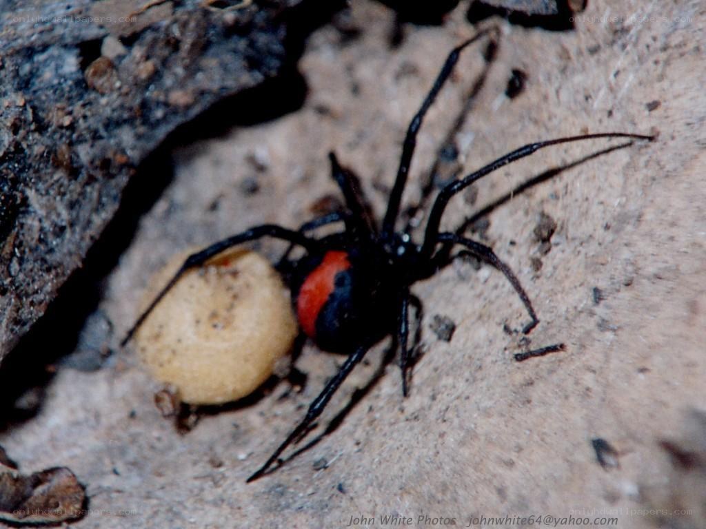 Black widow spider with egg sac