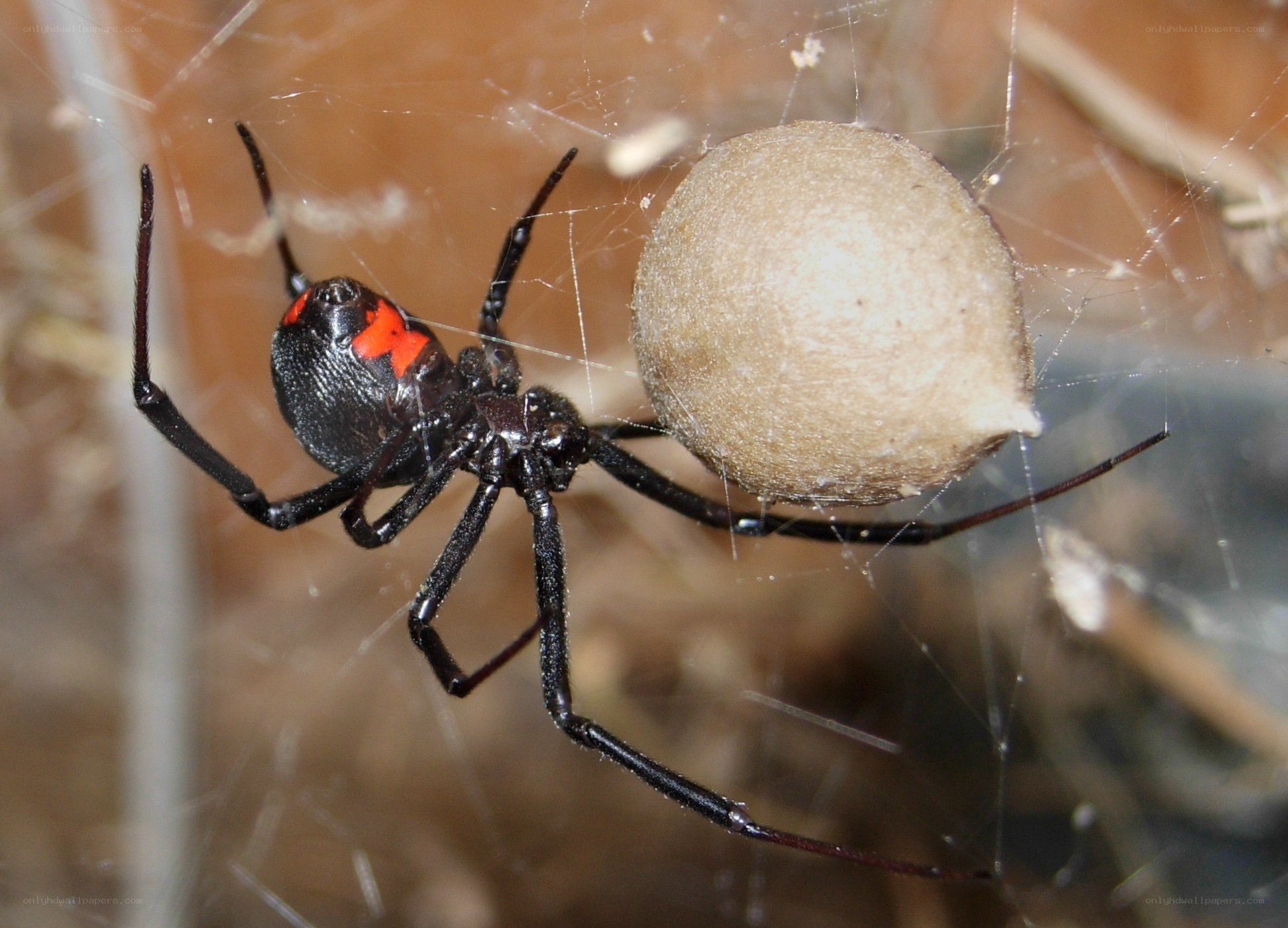Black widow spider with egg sac