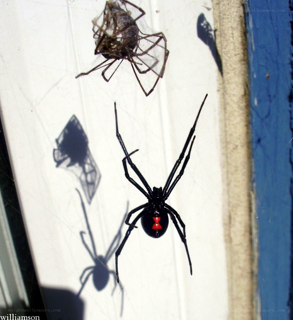 Black widow spider with prey
