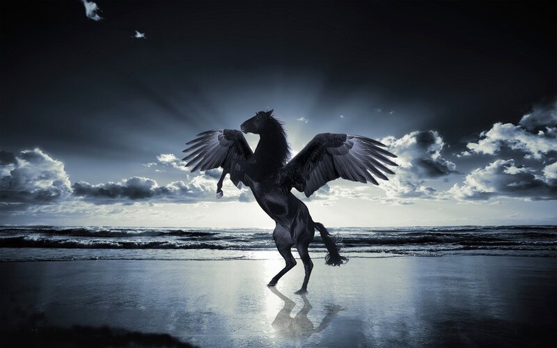 Black Winged Horse — Dramatic, Night, Digital Art, Wings