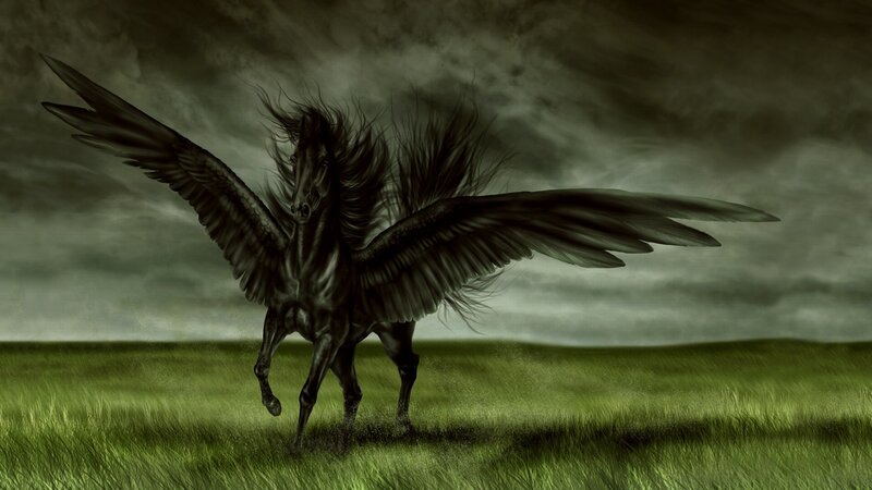 black winged horse in field
