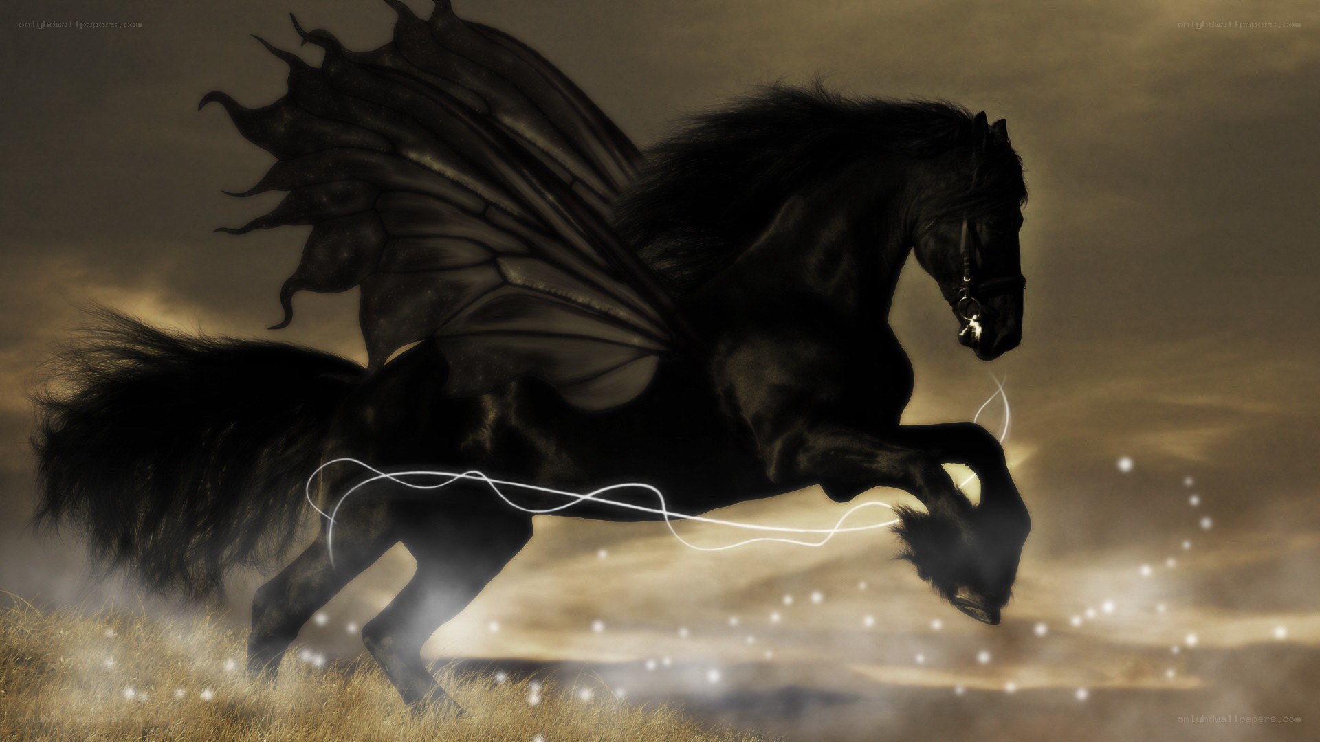 black winged horse in flight