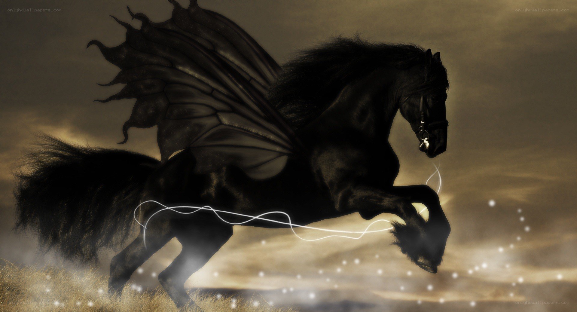 black winged horse in flight