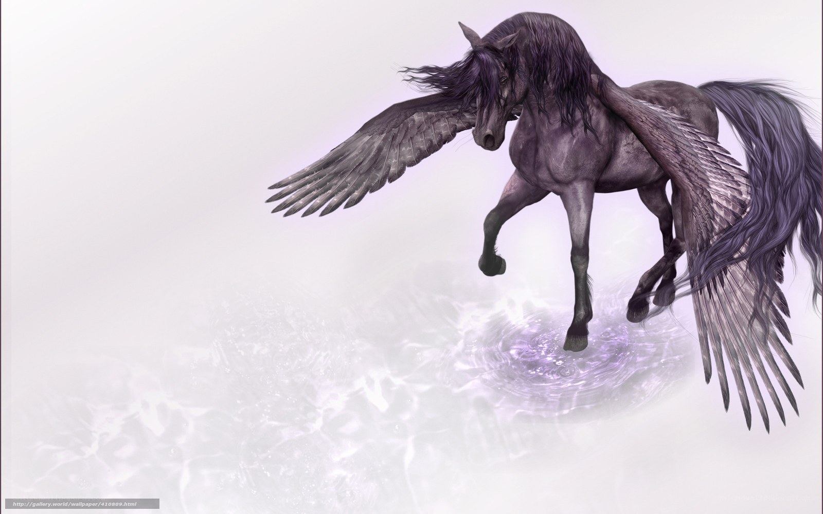 black winged horse in water