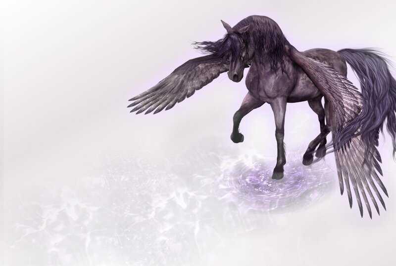 black winged horse in water