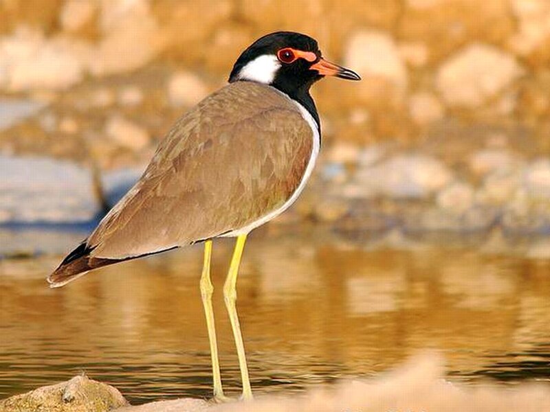 Black-winged Lapwing