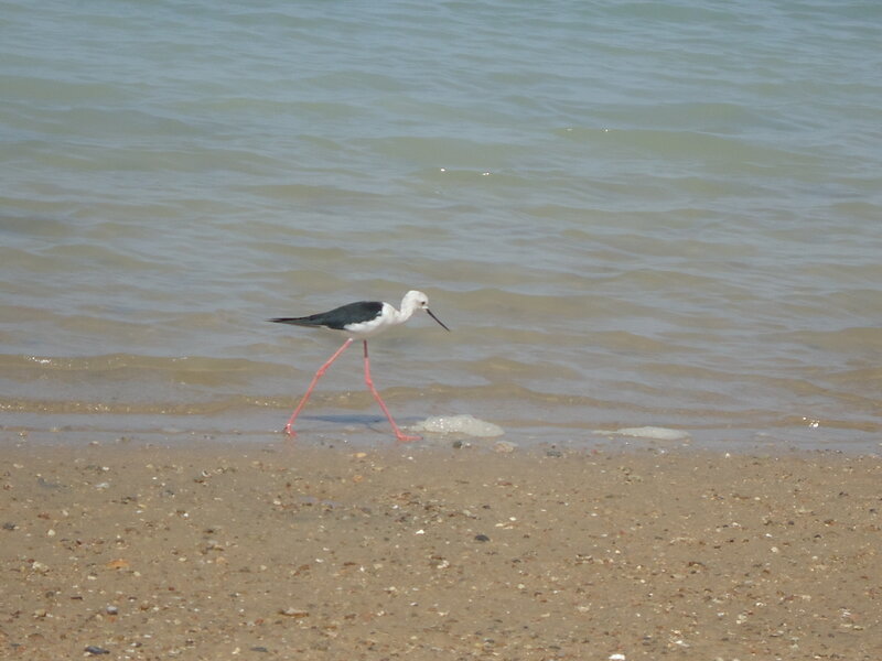 Black-winged Stilt Bird — Brown