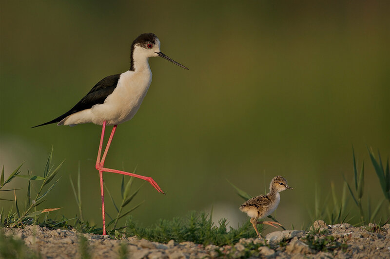 Black-winged Stilt Bird — Green, Serene