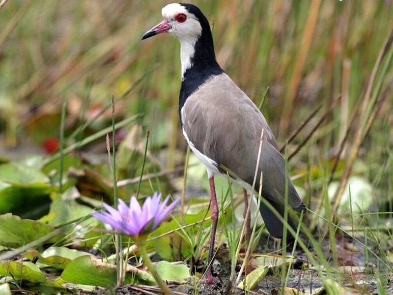 Black-winged Stilt Bird — Green