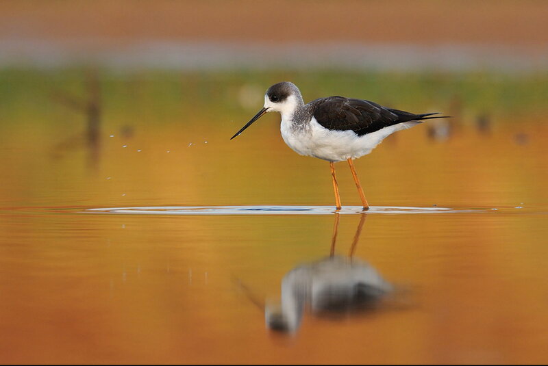 Black-winged Stilt Bird