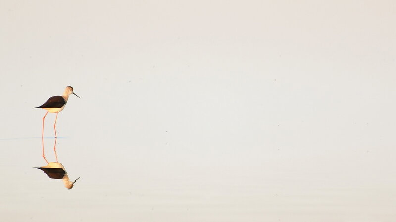 Black-winged Stilt Bird — White