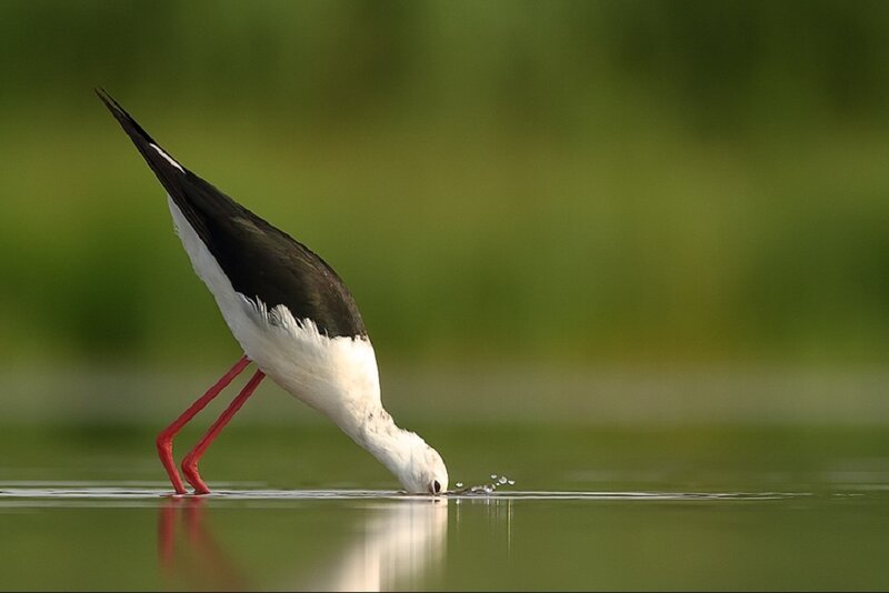 Black-winged Stilt Drinking