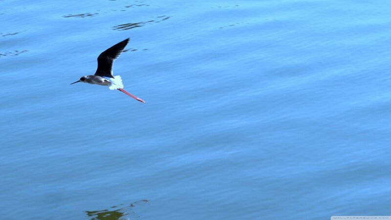 Black-winged Stilt in Flight