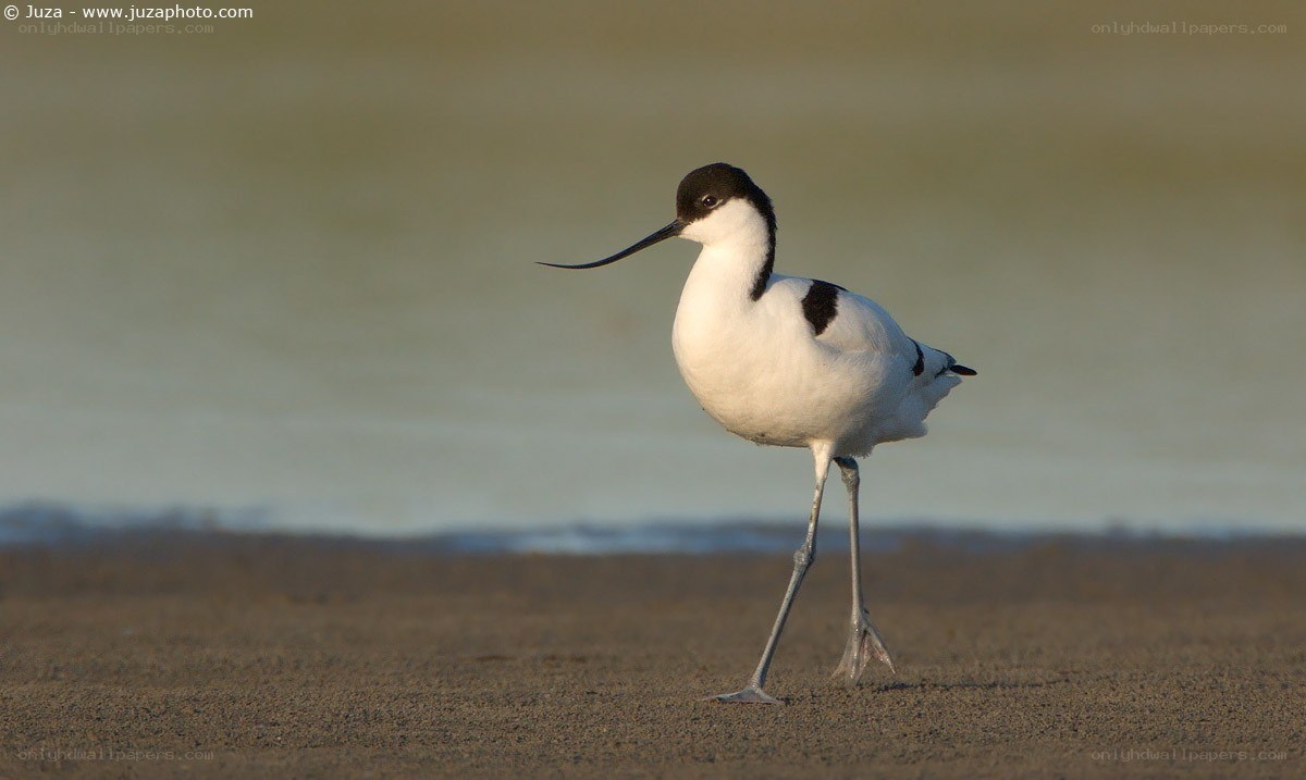 Black-winged stilt on the shore