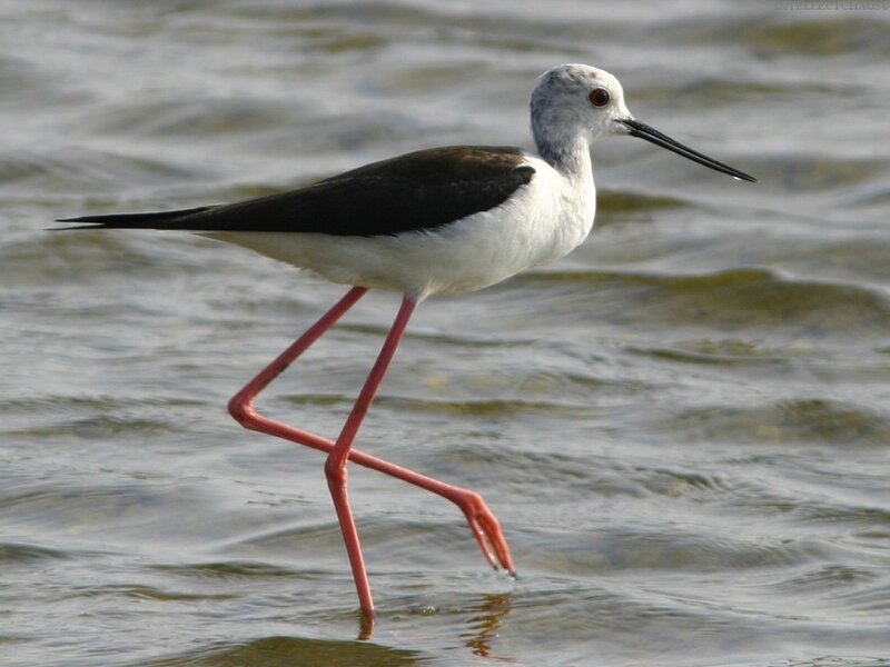 Black-winged stilt wading