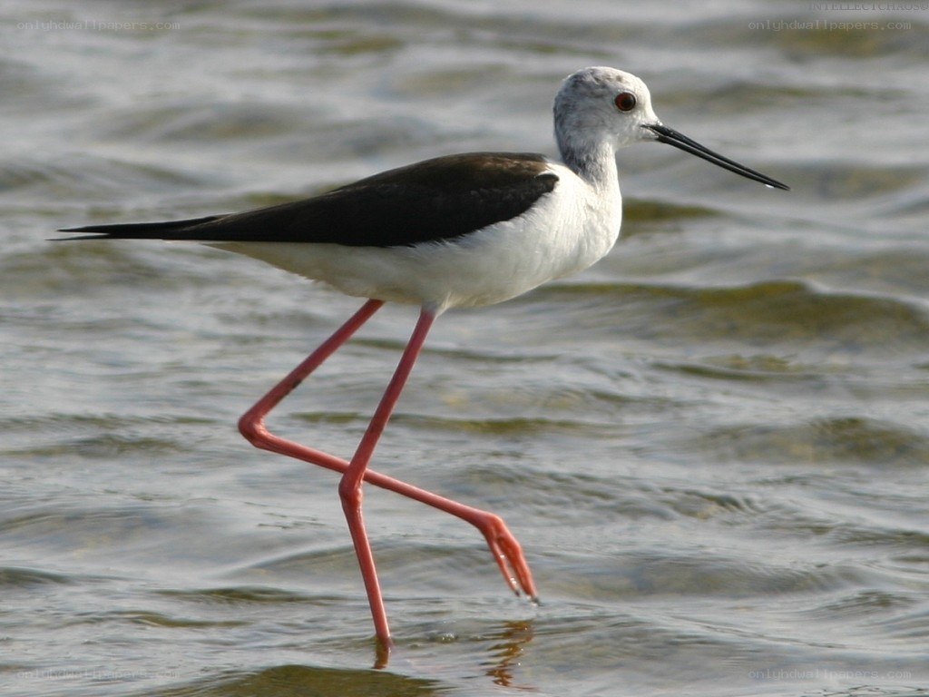 Black-winged stilt wading