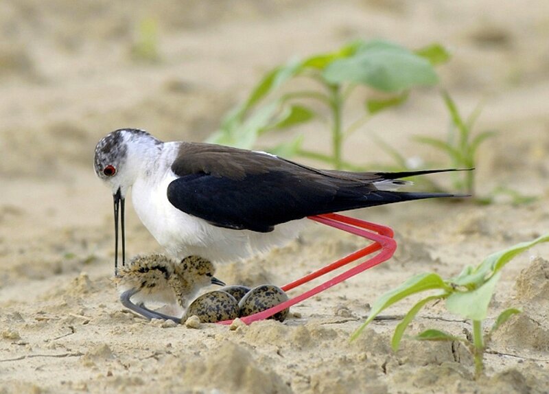 Black-winged stilt with chicks