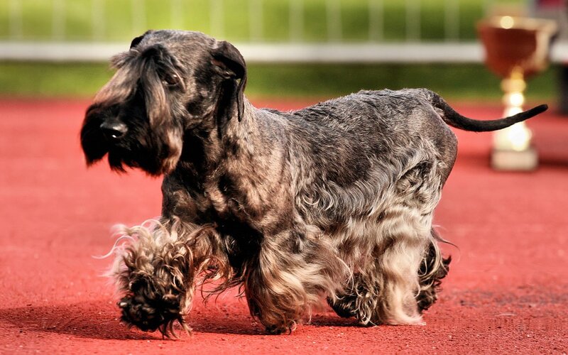 Black Wire-haired Dog