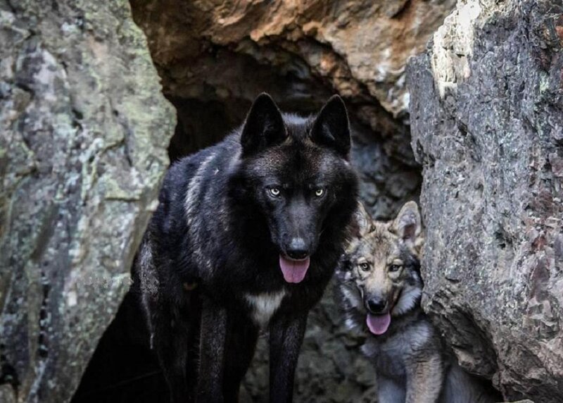 Black Wolf and Pup