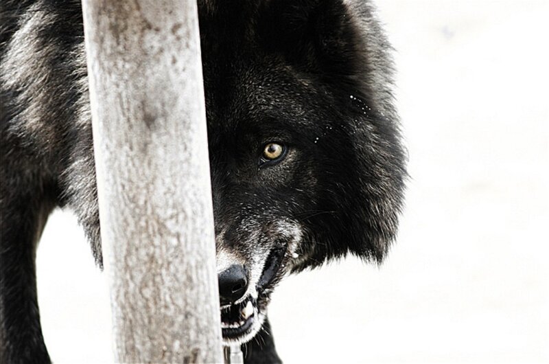 Black Wolf Behind Post
