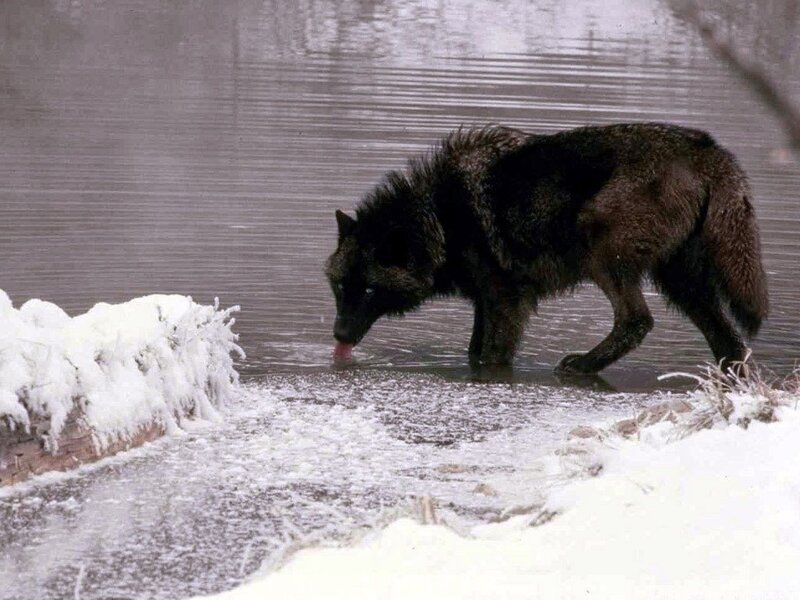 Black Wolf Drinking Water