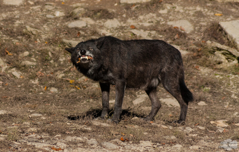 Black Wolf Eating