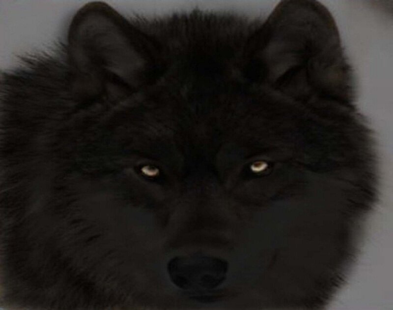 Black Wolf Face — Intense