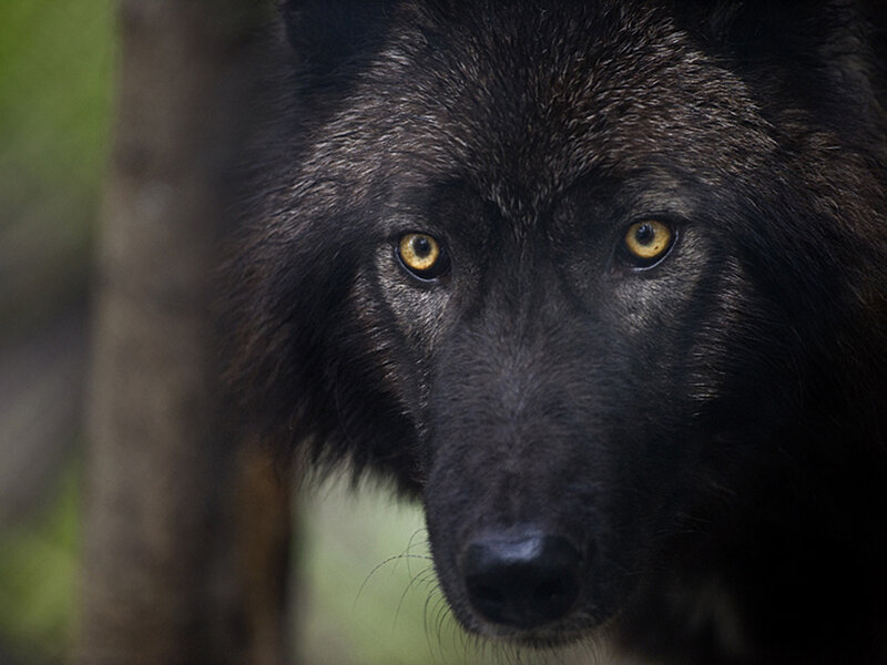 Black Wolf Face