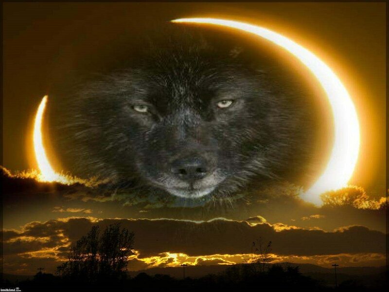 Black Wolf Face — Yellow
