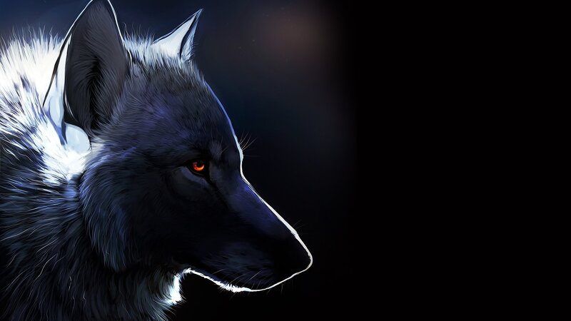 Black Wolf Head — Dramatic, Night