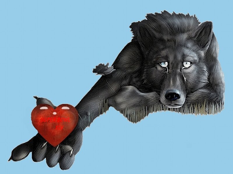 Black Wolf Holding Heart