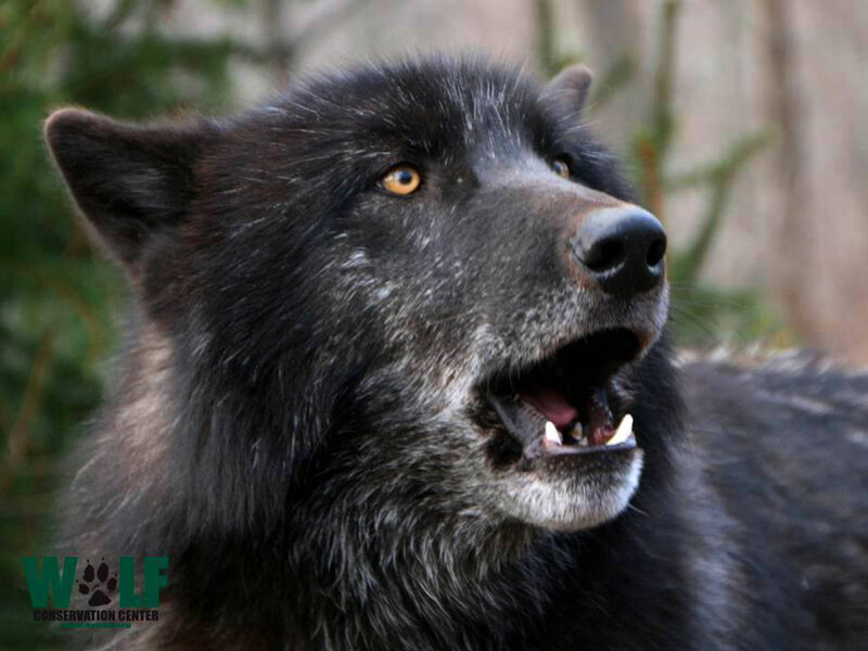 Black Wolf Howling — Alert