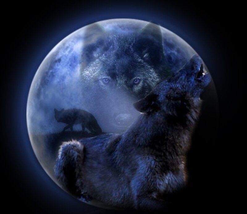 Black Wolf Howling — Blue