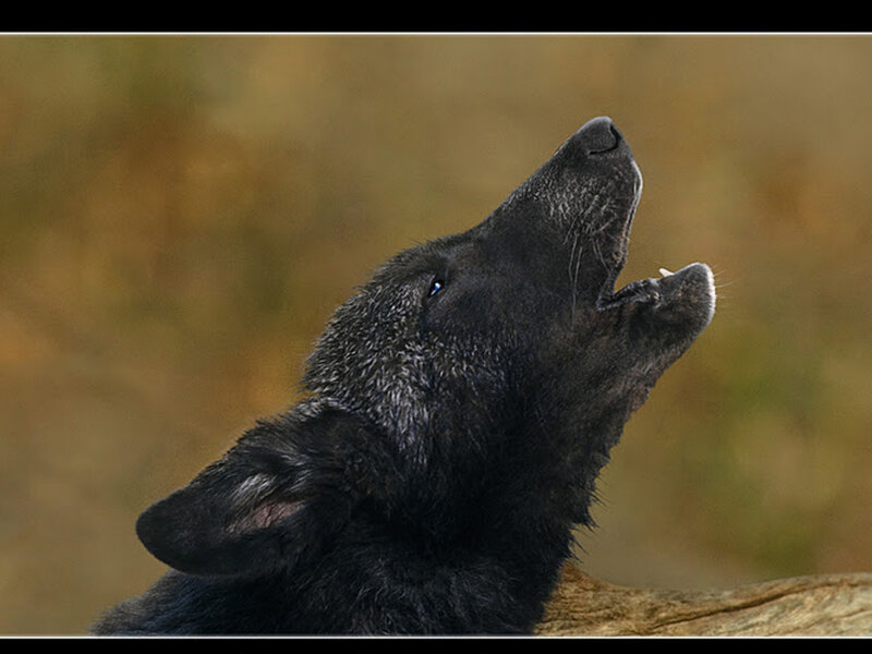 Black Wolf Howling — Dramatic, Autumn