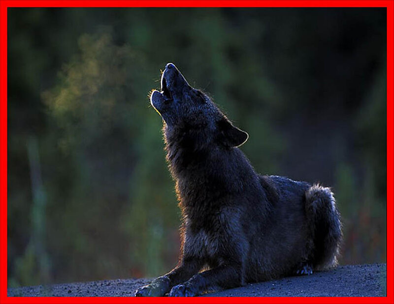 Black Wolf Howling — Dramatic