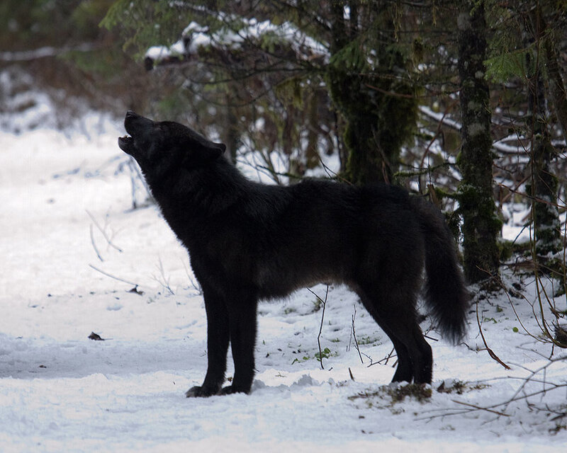 Black Wolf Howling — Natural